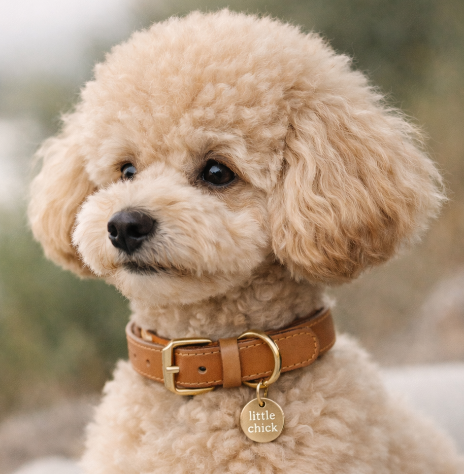 Fluffy beige dog wearing a brown leather collar with a gold tag.